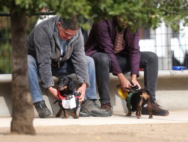 Comisión de Trabajo de la Cámara inicia estudio de proyecto que busca otorgar permiso laboral ante fallecimiento de mascotas