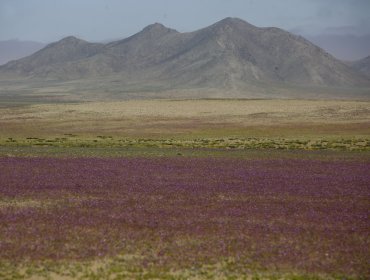 Lluvias de este fin de semana en el norte incentivarán el desierto florido