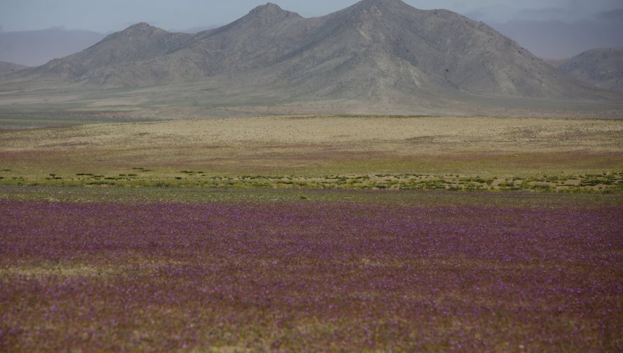 Lluvias de este fin de semana en el norte incentivarán el desierto florido
