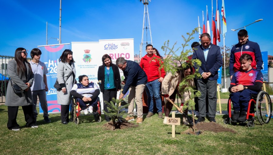 Plantan araucarias en Villa Alemana a 90 días del inicio de los Juegos Parapanamericanos Juveniles 2025