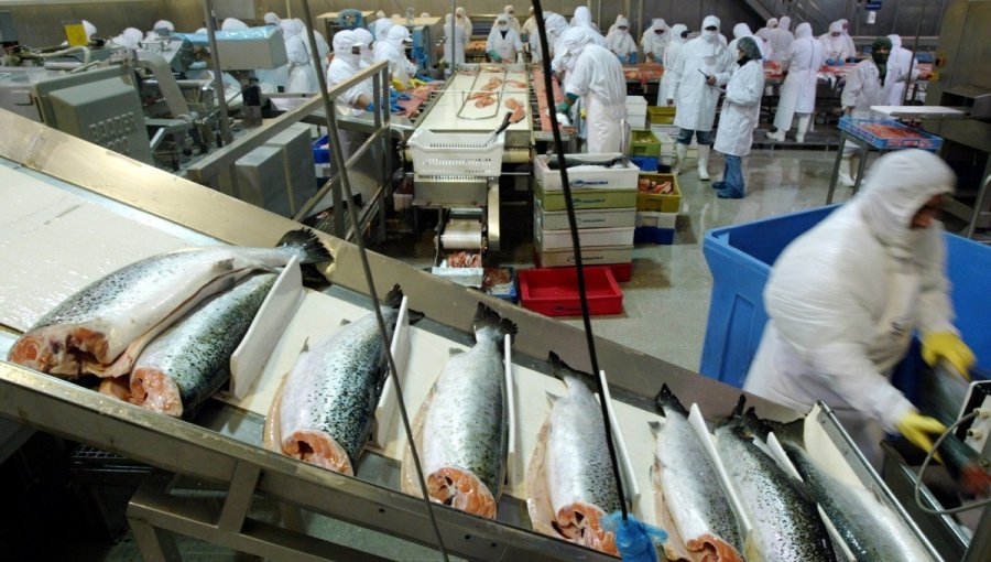 SII presenta denuncia por comercialización ilegal de salmón y prepara tres nuevas acciones judiciales