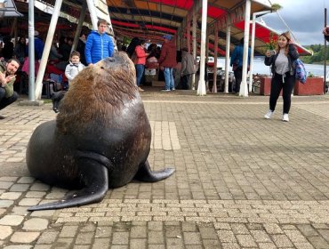 La imprudencia de un turista le costó caro: termina con heridas graves por acercarse a un lobo marino en Valdivia.
