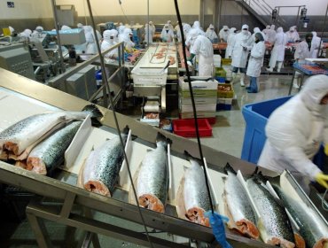 SII presenta denuncia por comercialización ilegal de salmón y prepara tres nuevas acciones judiciales