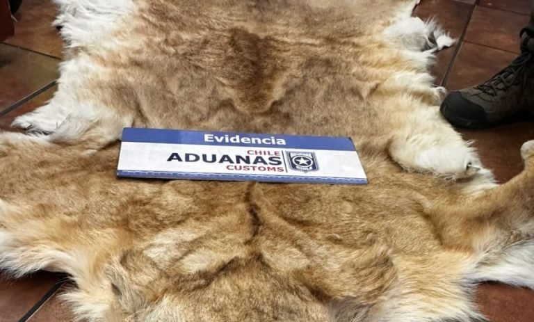 Con arraigo nacional quedó exembajador formalizado por contrabando: 16 pieles disecadas fueron halladas en San Antonio