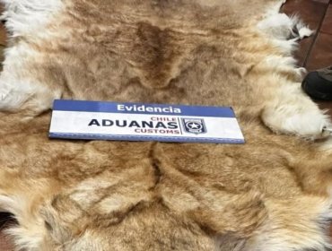 Con arraigo nacional quedó exembajador formalizado por contrabando: 16 pieles disecadas fueron halladas en San Antonio