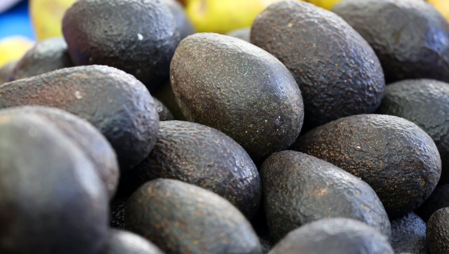 Alerta por la palta peruana: Minsal aumenta control por riesgo de cadmio