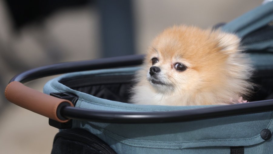 Comisión de la Cámara aprueba proyecto de ley que establece licencia por muerte de mascota