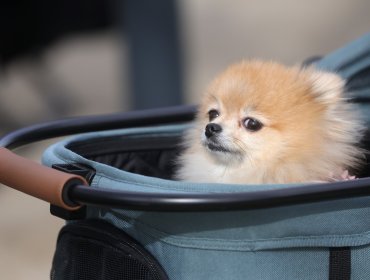 Comisión de la Cámara aprueba proyecto de ley que establece licencia por muerte de mascota