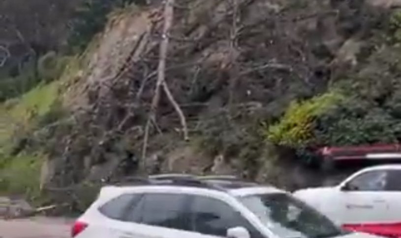 Fuertes ráfagas de viento derribaron un árbol en la Av. Borgoño en Reñaca: casi impacta a vehículos