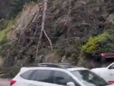 Fuertes ráfagas de viento derribaron un árbol en la Av. Borgoño en Reñaca: casi impacta a vehículos