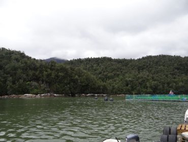 Superintendencia del Medio Ambiente ordenó el cierre de dos centros de salmonera canadiense en Aysén