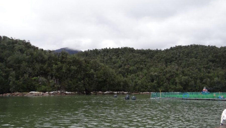 Superintendencia del Medio Ambiente ordenó el cierre de dos centros de salmonera canadiense en Aysén