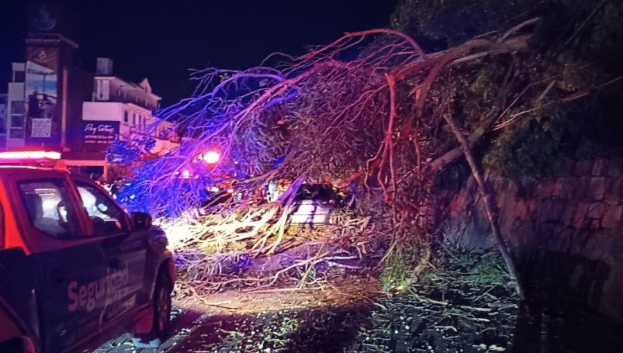 Tras nueva caída de un árbol en Av. Borgoño, advierten riesgos de ejemplares en mal estado en zonas urbanas y rurales de la V Región