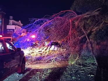 Tras nueva caída de un árbol en Av. Borgoño, advierten riesgos de ejemplares en mal estado en zonas urbanas y rurales de la V Región