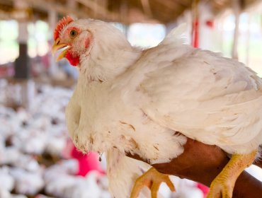 SAG suspende temporalmente importaciones avícolas desde Argentina ante brote de influenza aviar