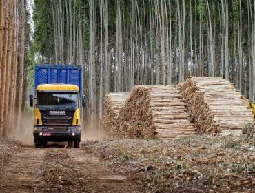 Pese a la presencia de las FFAA, gremio de conductores forestales denuncia que la violencia en la Macrozona Sur no ha cesado