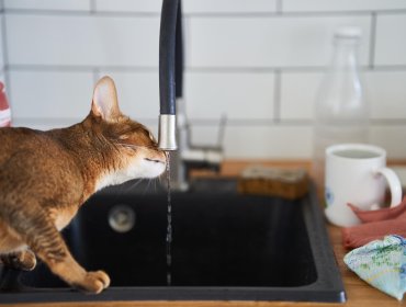 Hidratación en gatos: trucos para incentivar a que tu gato beba más agua