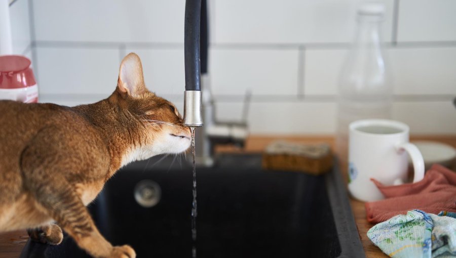 Hidratación en gatos: trucos para incentivar a que tu gato beba más agua