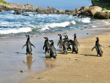 Realizan primera liberación masiva de pingüinos de Magallanes en Zapallar