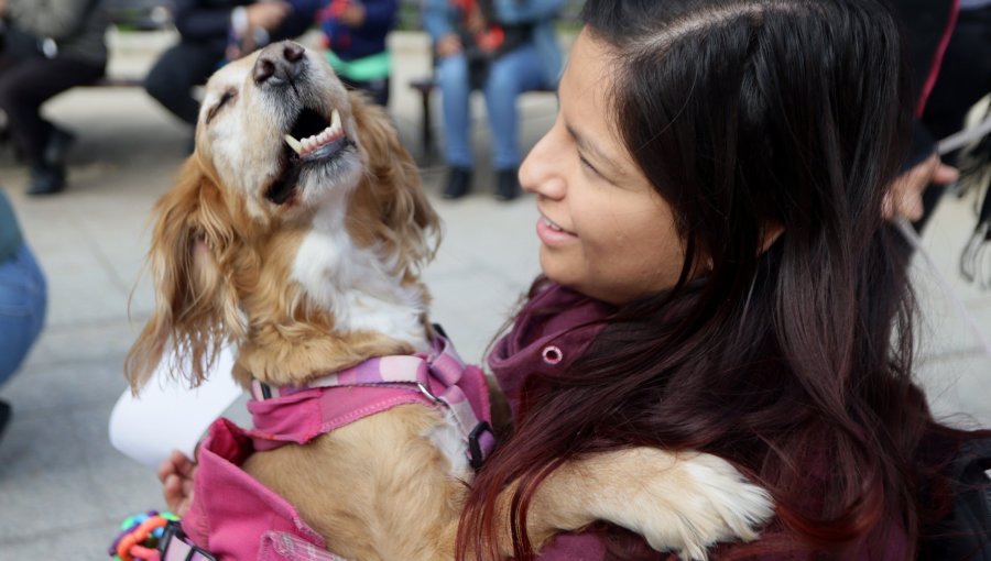 Avanza en el Congreso proyecto que reconoce el duelo por mascotas con un día de permiso laboral