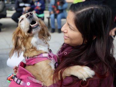 Avanza en el Congreso proyecto que reconoce el duelo por mascotas con un día de permiso laboral