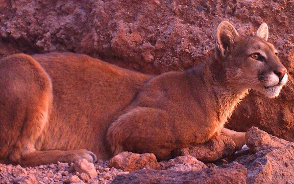 Niña de 11 años es atacada por un puma en el Parque Pumalín en Chaitén