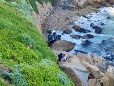 Milagro en la Roca Oceánica de Concón: pareja sobrevive al desbarrancamiento de su automóvil en el camino costero