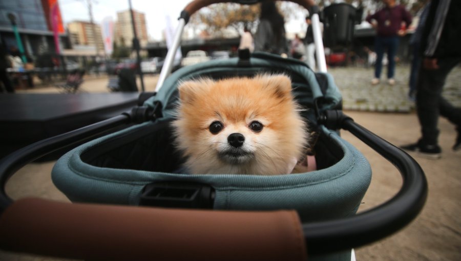 Crecen en un 200% en dos años los seguros para mascotas en Chile