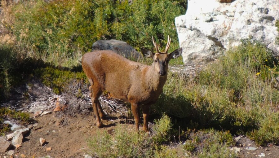 Parque Nacional Cerro Castillo aseguró que desde 2022 a la fecha no se han registrado atropellos de huemules