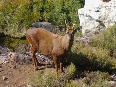 Parque Nacional Cerro Castillo aseguró que desde 2022 a la fecha no se han registrado atropellos de huemules