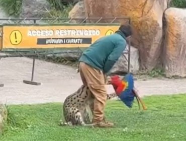 Trágico incidente en Buin Zoo: Gucamayo murió tras ser atacado por un felino durante actividad educativa
