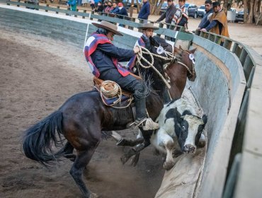 Animalistas convocan a manifestación regional contra las prácticas crueles hacia los animales durante Fiestas Patrias en Valparaíso