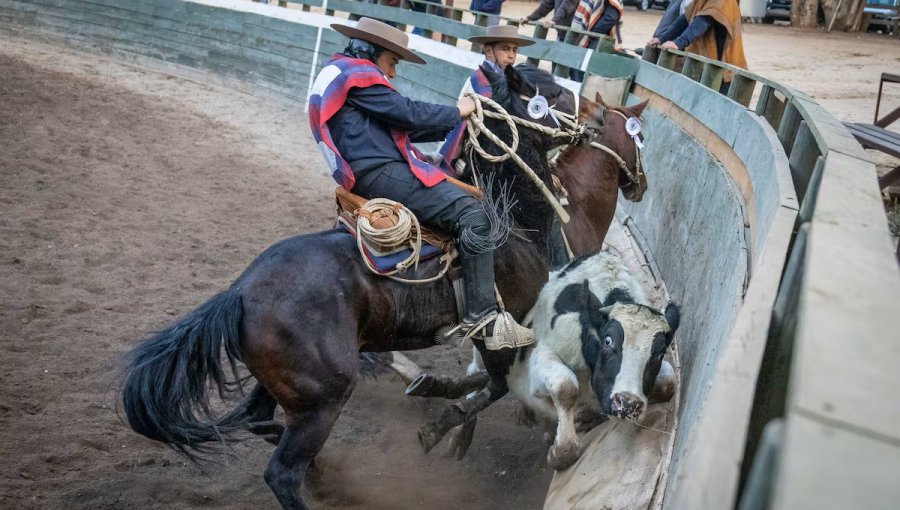 Animalistas convocan a manifestación regional contra las prácticas crueles hacia los animales durante Fiestas Patrias en Valparaíso