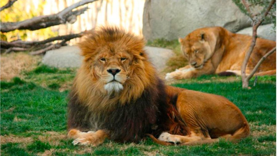 Investigan muerte de empleado de zoológico tailandés atacado por grupo de leones