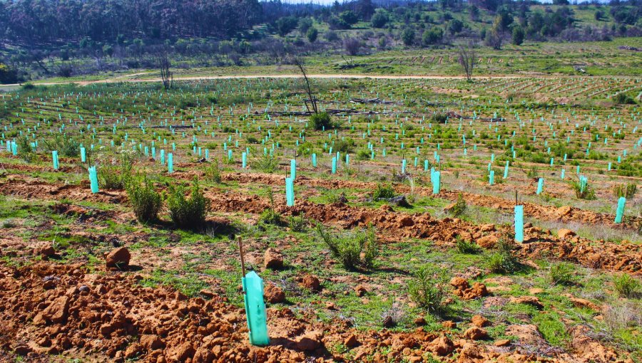 70 mil árboles nativos fueron plantados por Conaf en zona arrasada por el megaincendio en la Reserva Lago Peñuelas de Valparaíso