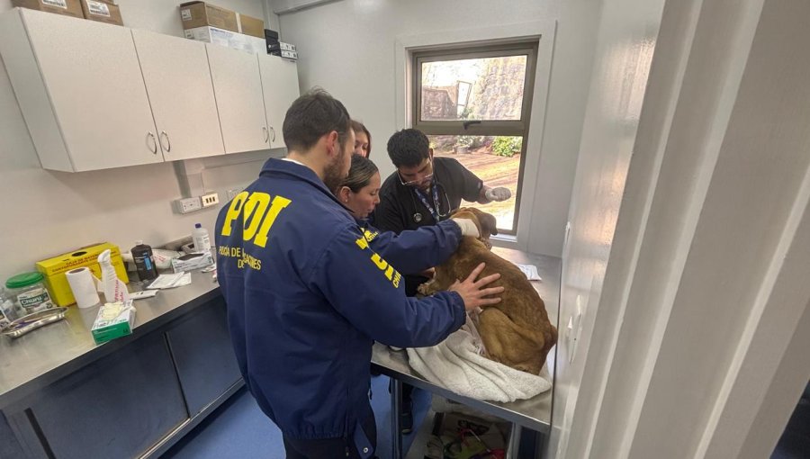 Rescatan a perro en grave estado y detienen a dueña tras revelarse macabro caso de maltrato animal en un domicilio de Viña del Mar