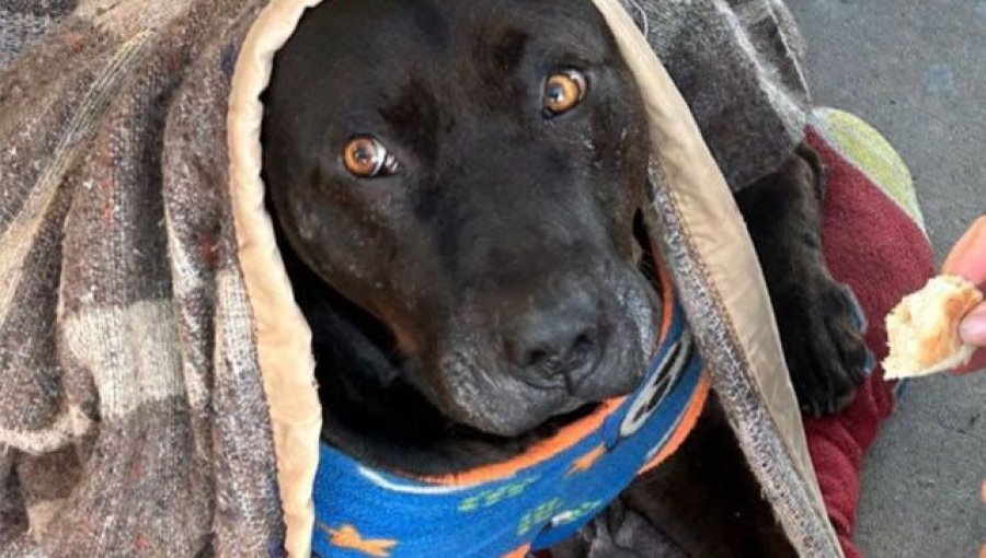 Indignación en Quilpué: Horrendo crimen de “perrito” comunitario del Hospital por manos de funcionario de la PDI