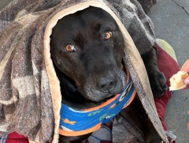 Indignación en Quilpué: Horrendo crimen de “perrito” comunitario del Hospital por manos de funcionario de la PDI
