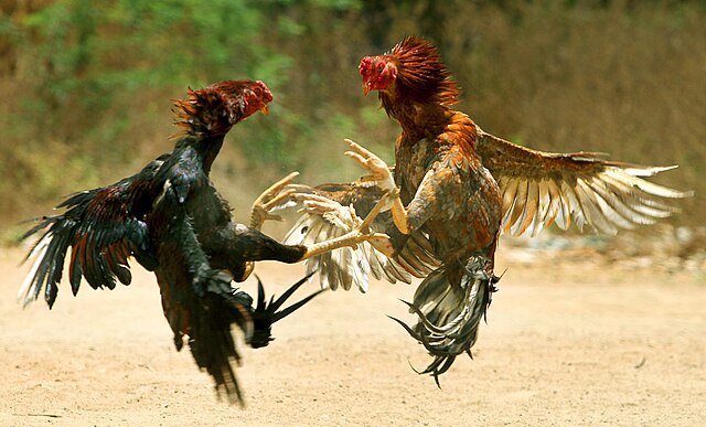 Formalizan por maltrato animal a dos hombres que realizaban peleas de gallos en San Carlos