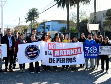 Diputada Marzán y director del Hospital de Quilpué se querellan por muerte de «Negrito», perro comunitario baleado por detective