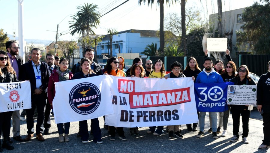 Diputada Marzán y director del Hospital de Quilpué se querellan por muerte de «Negrito», perro comunitario baleado por detective