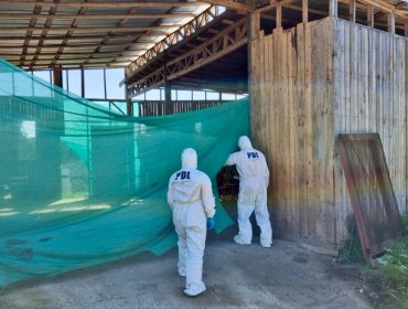 Macabro hallazgo en Algarrobo: cadáver de un hombre fue encontrado calcinado y con pierna amputada al interior de un galpón