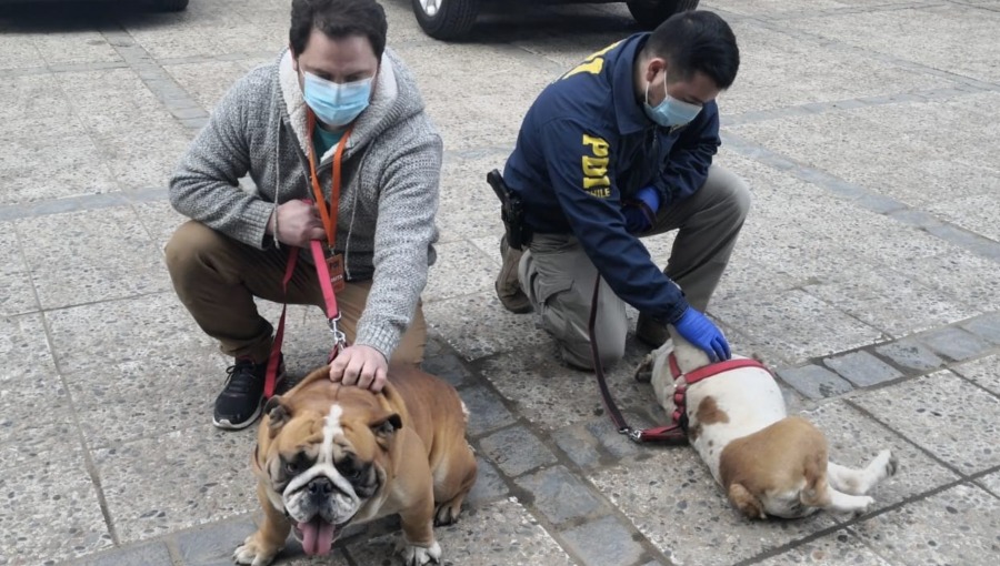 El robo de mascotas "por encargo" gana terreno a nivel nacional, según experto en seguridad, Eduardo Labarca