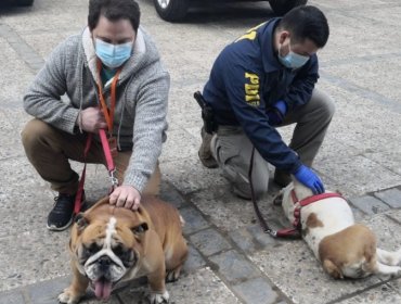 El robo de mascotas "por encargo" gana terreno a nivel nacional, según experto en seguridad, Eduardo Labarca