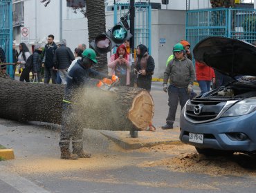 Incidente en Ñuñoa: Caída de árbol sobre vehículos provoca cierre total de pistas en Irarrázaval