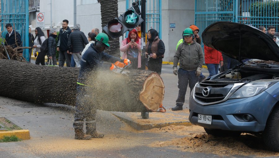 Incidente en Ñuñoa: Caída de árbol sobre vehículos provoca cierre total de pistas en Irarrázaval
