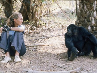 Fallece a los 91 años Jane Goodall, renombrada primatóloga que dedicó su vida a los chimpancés