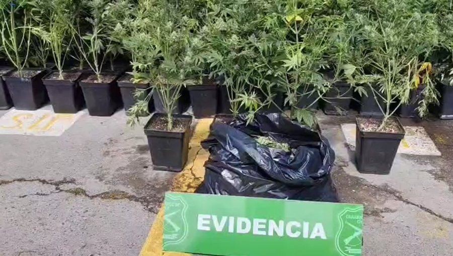 Procedimiento policial de rutina permite hallar cultivo indoor y 160 plantas de marihuana en un domicilio de La Pintana