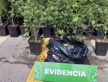 Procedimiento policial de rutina permite hallar cultivo indoor y 160 plantas de marihuana en un domicilio de La Pintana