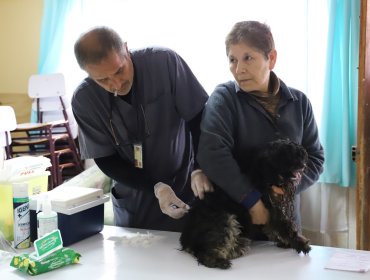Más de 200 mascotas fueron vacunadas contra la rabia durante operativo en Quilpué